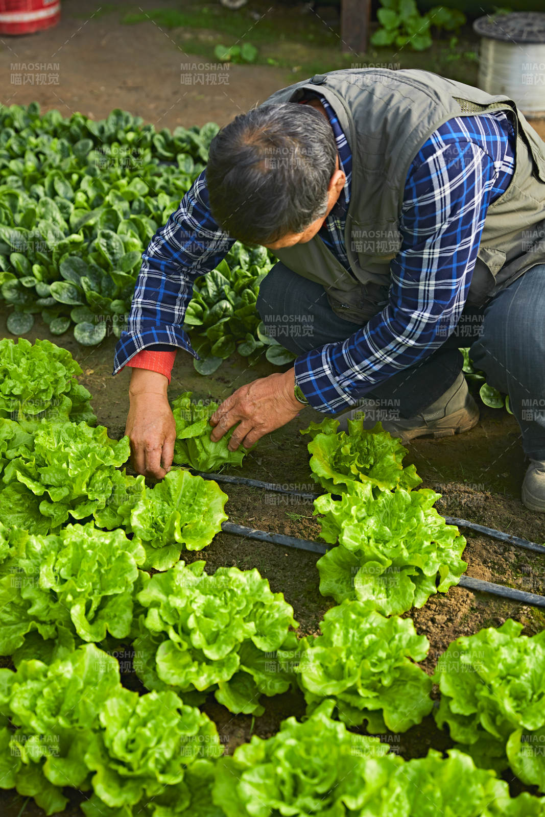冬季在種植綠色蔬菜大棚工作的農民伯伯
