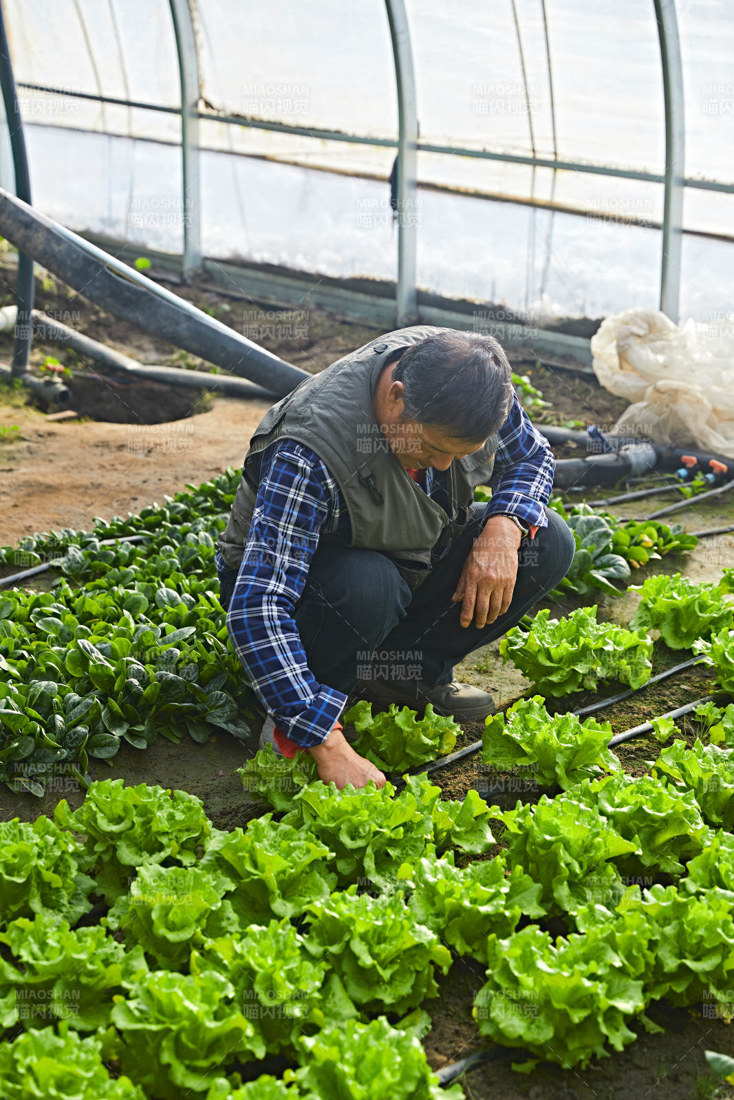 冬季在種植綠色蔬菜大棚工作的農民伯伯