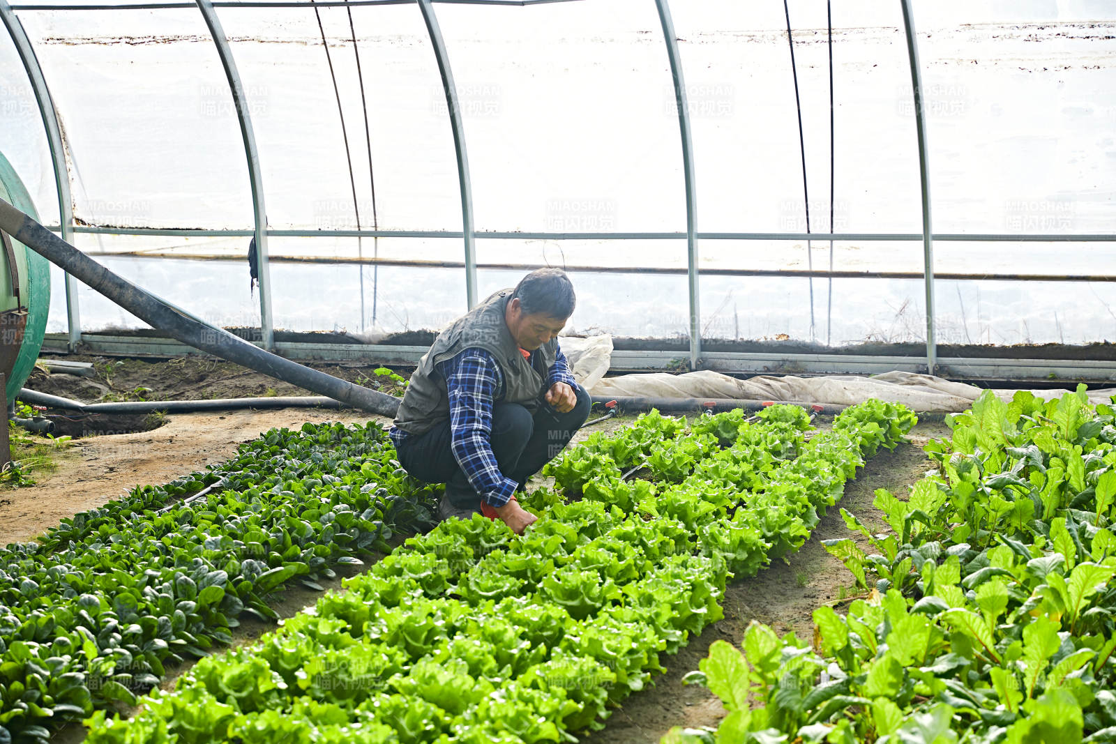冬季在種植綠色蔬菜大棚工作的農民伯伯