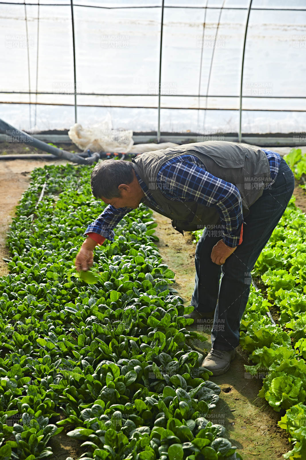 冬季在種植綠色蔬菜大棚工作的農民伯伯