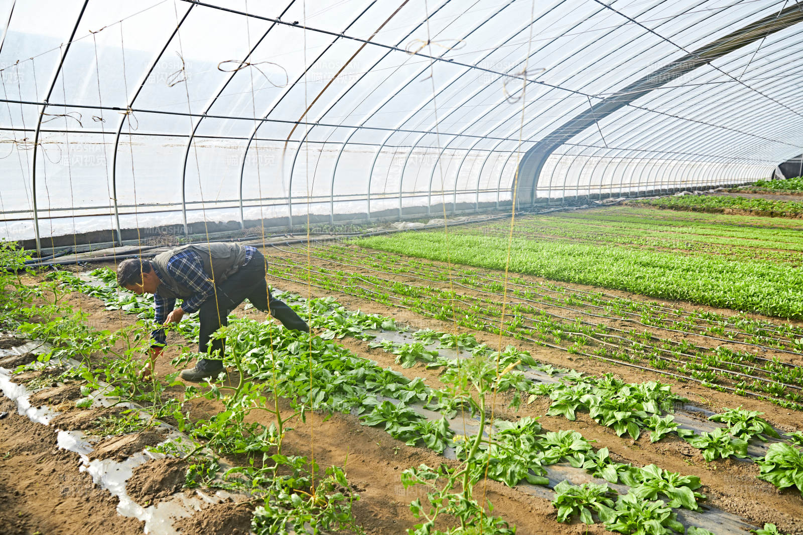 冬季在種植綠色蔬菜大棚工作的農(nóng)民伯伯