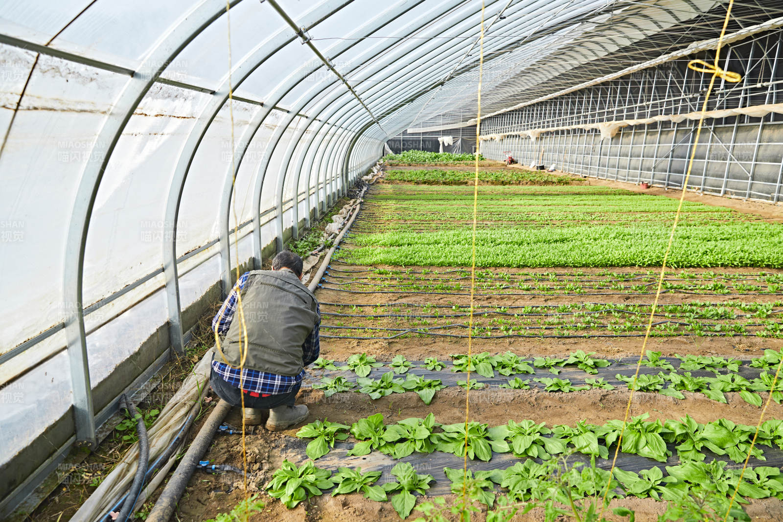 冬季在種植綠色蔬菜大棚工作的農(nóng)民伯伯
