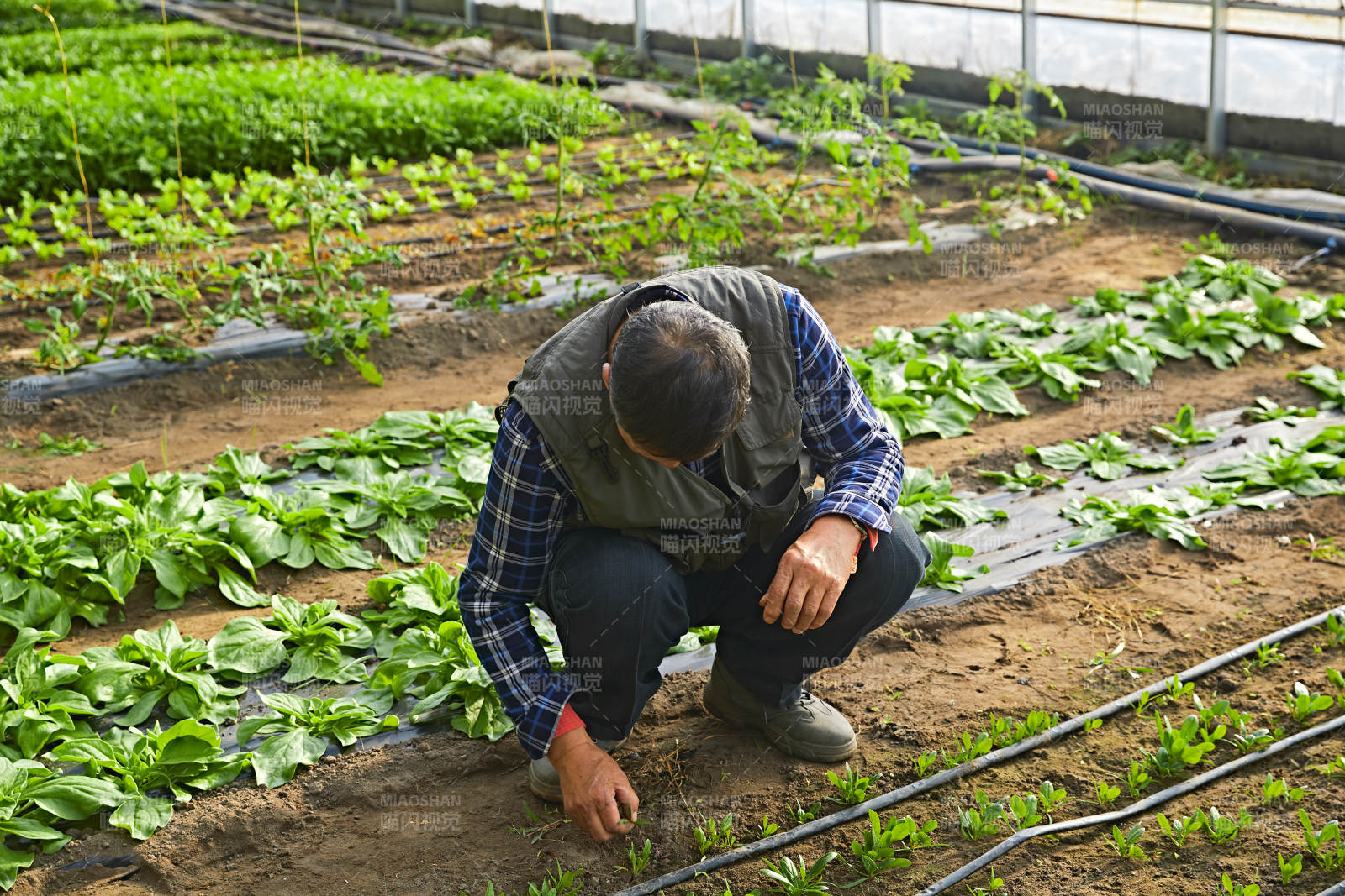 冬季在種植綠色蔬菜大棚工作的農民伯伯