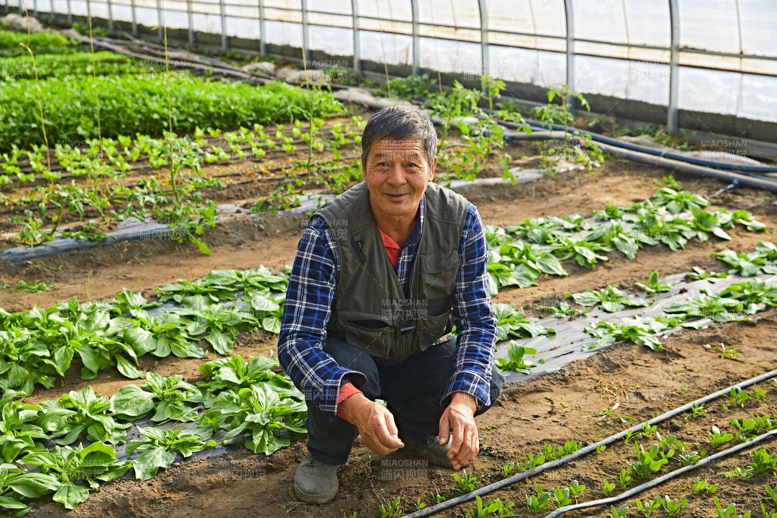 冬季在種植綠色蔬菜大棚工作的農民伯伯