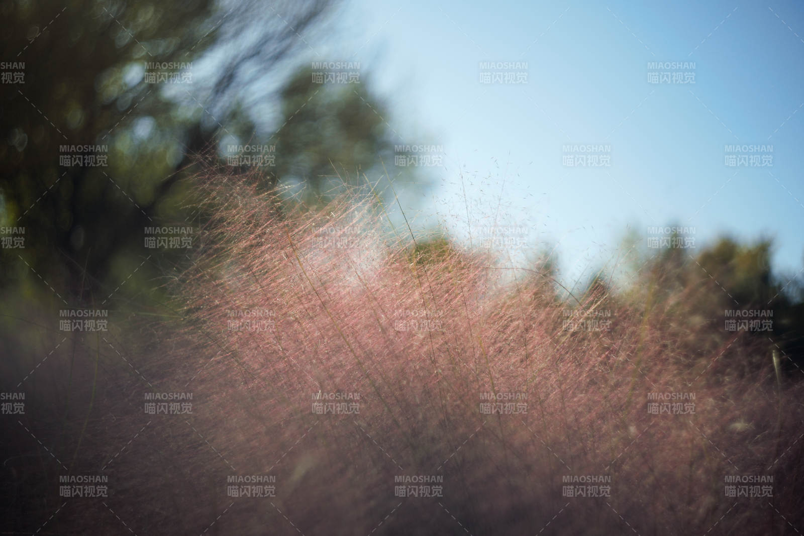 粉黛亂子草隨風(fēng)舞