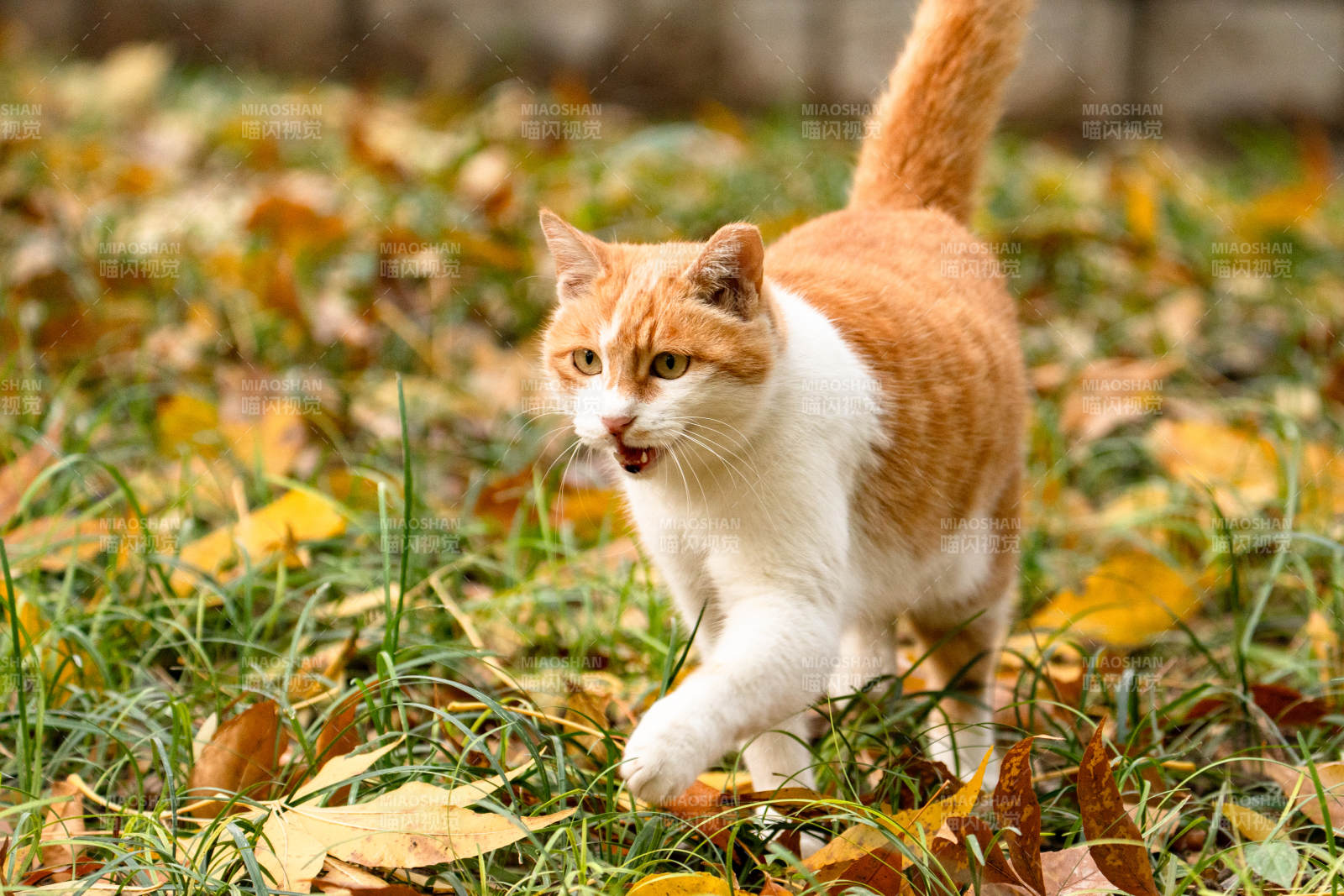 秋葉中奔跑的貓咪