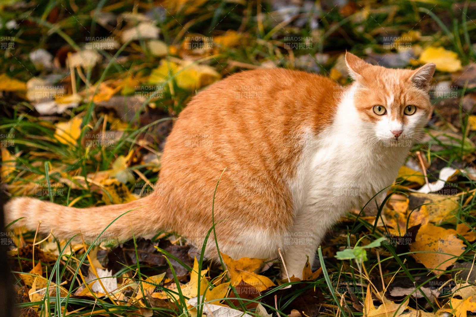 秋葉中的橙白貓