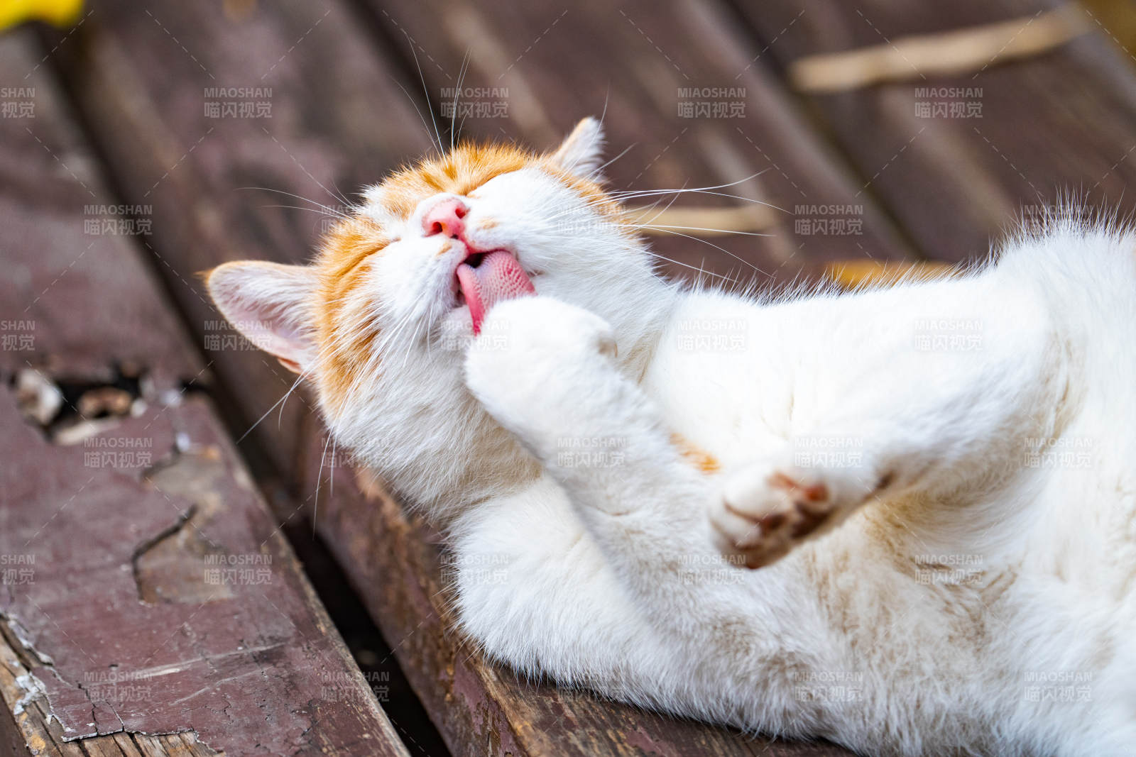 貓咪舔毛自?shī)?>
      </div>
      <div   id=