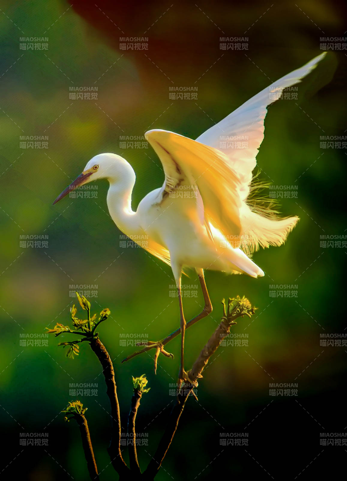 白鷺展翅棲枝頭