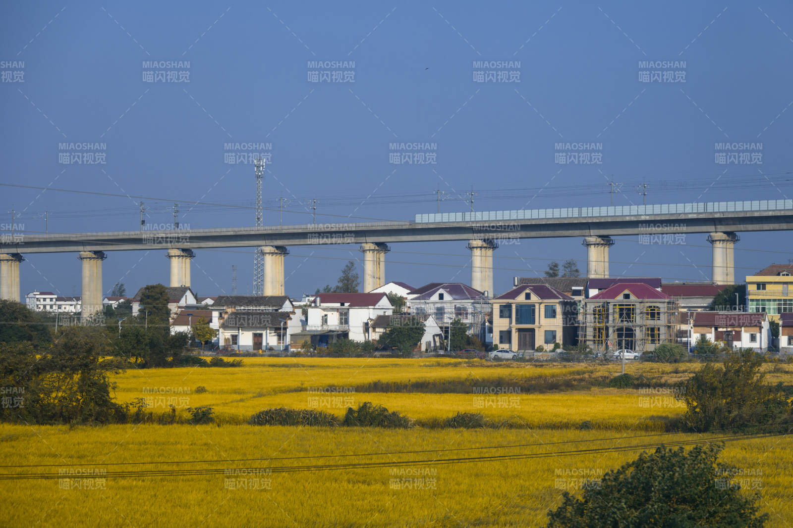 秋天金田高鐵橋景