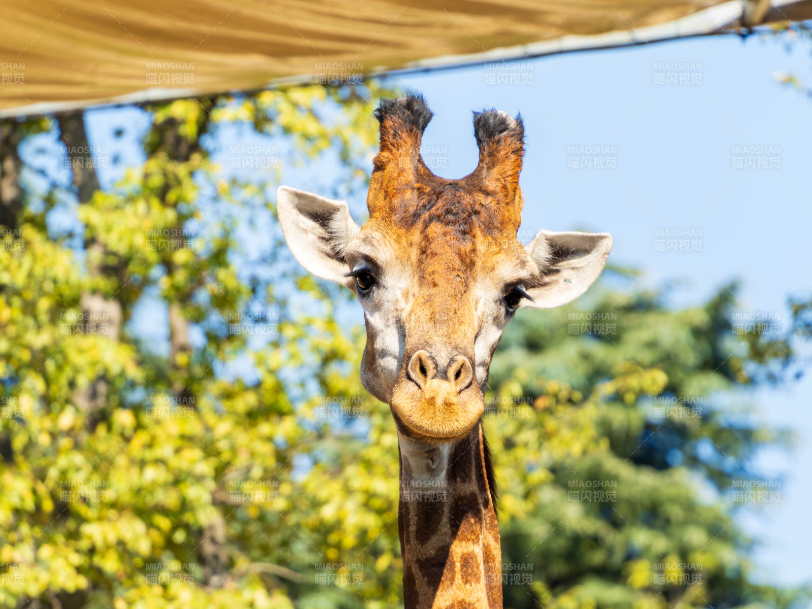長頸鹿凝視鏡頭