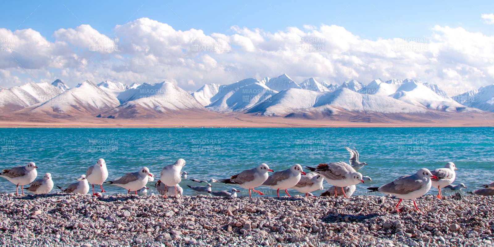 雪山湖畔群鳥棲息