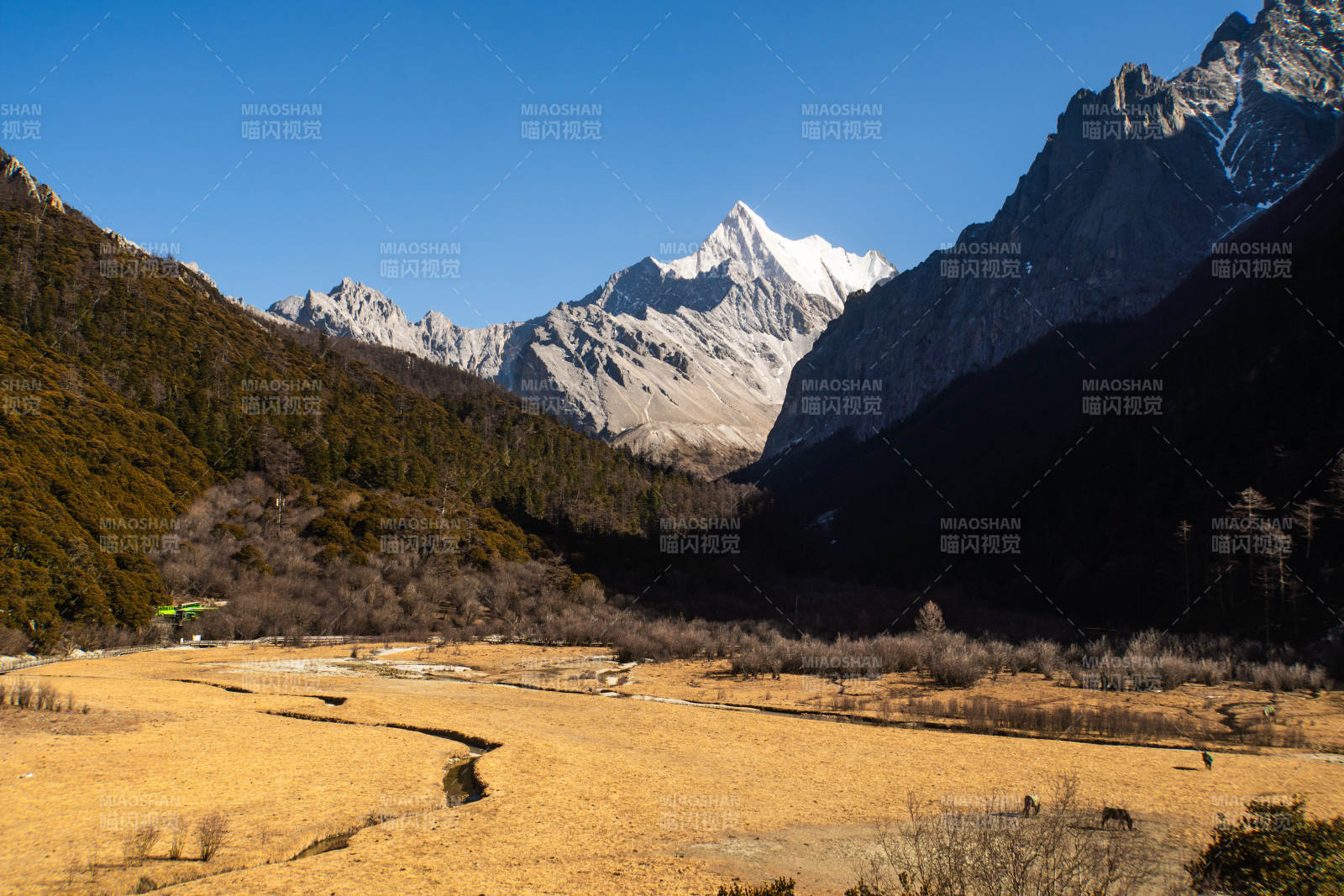 雪山下的金黃草甸