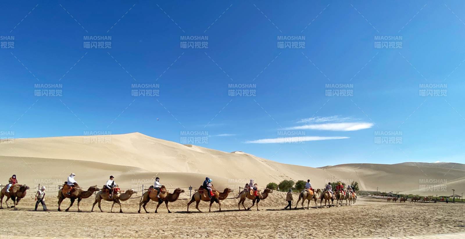 沙漠駝隊行進中