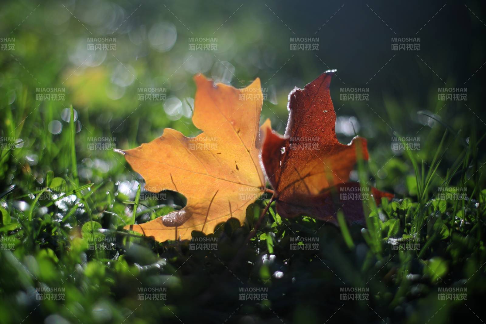 秋葉靜臥綠草間