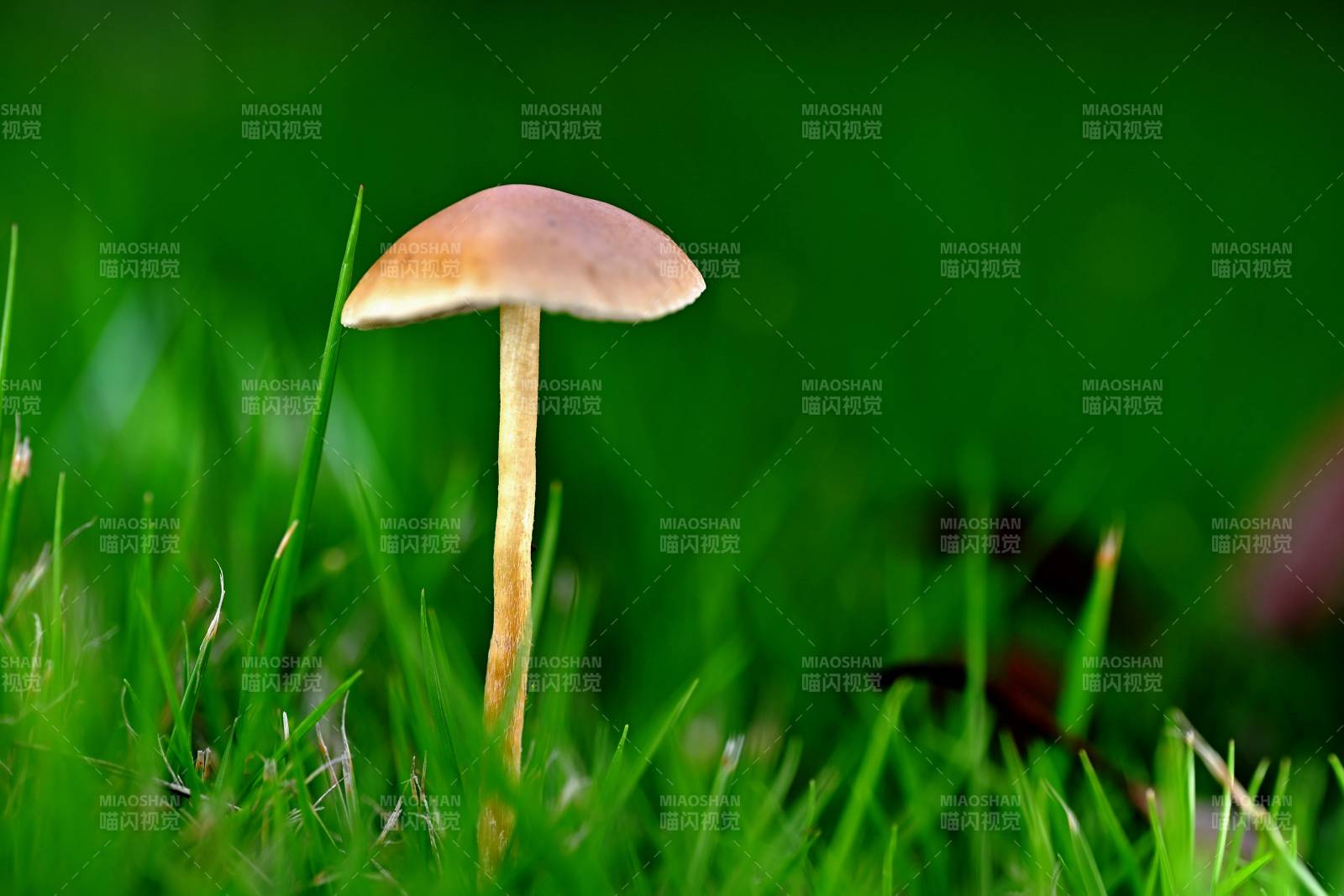 草叢中的小蘑菇