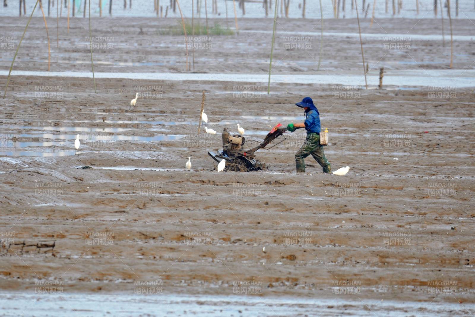 漁民在灘涂捕撈