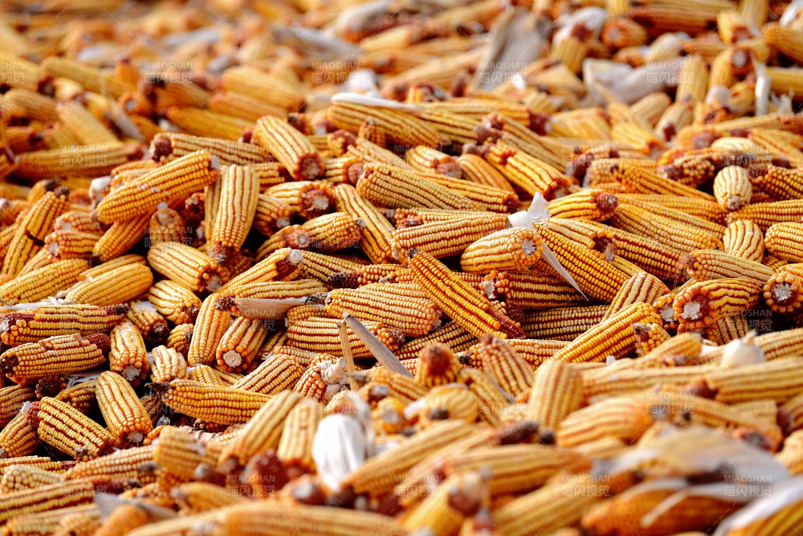 金黃玉米堆滿地