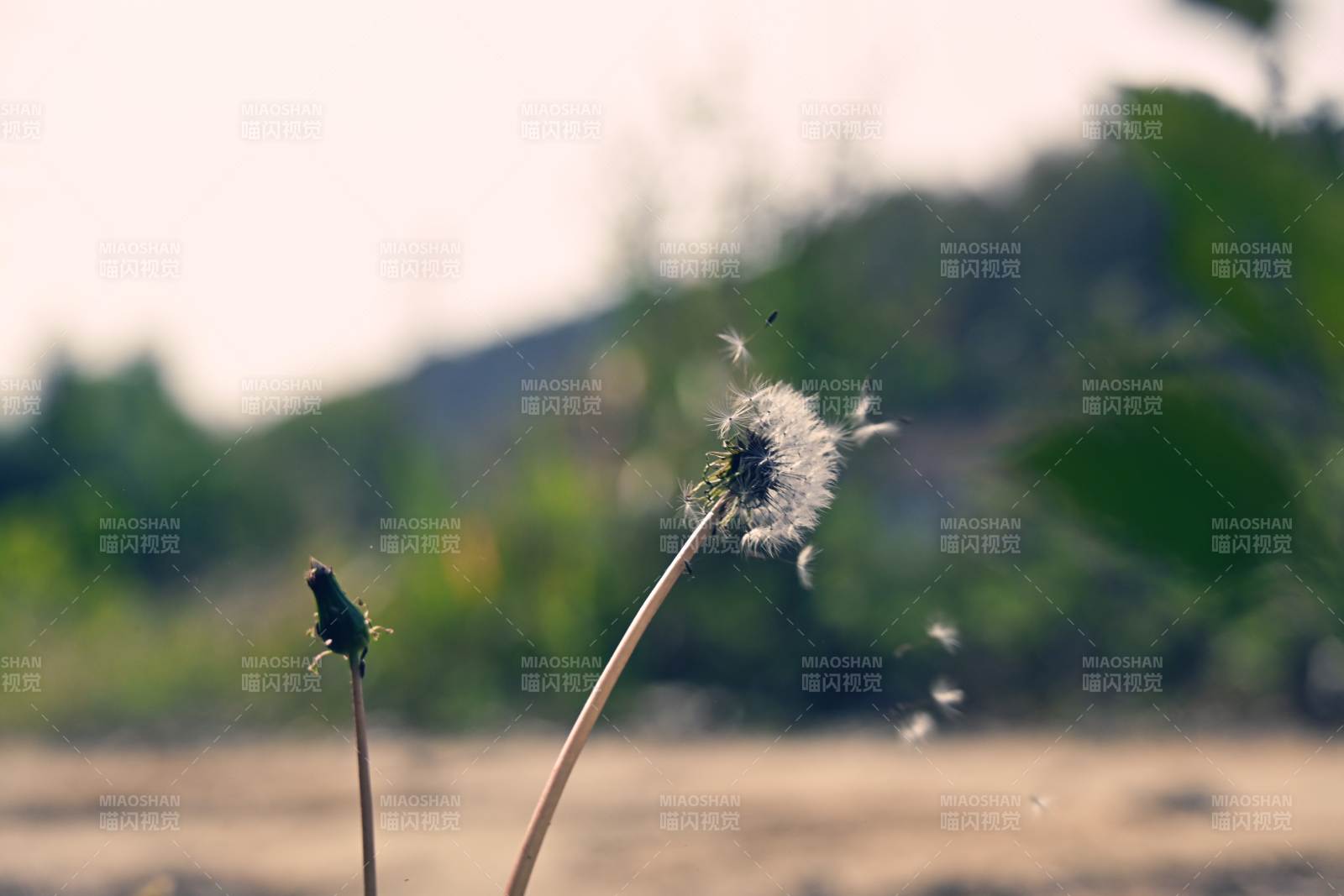 蒲公英隨風飄散