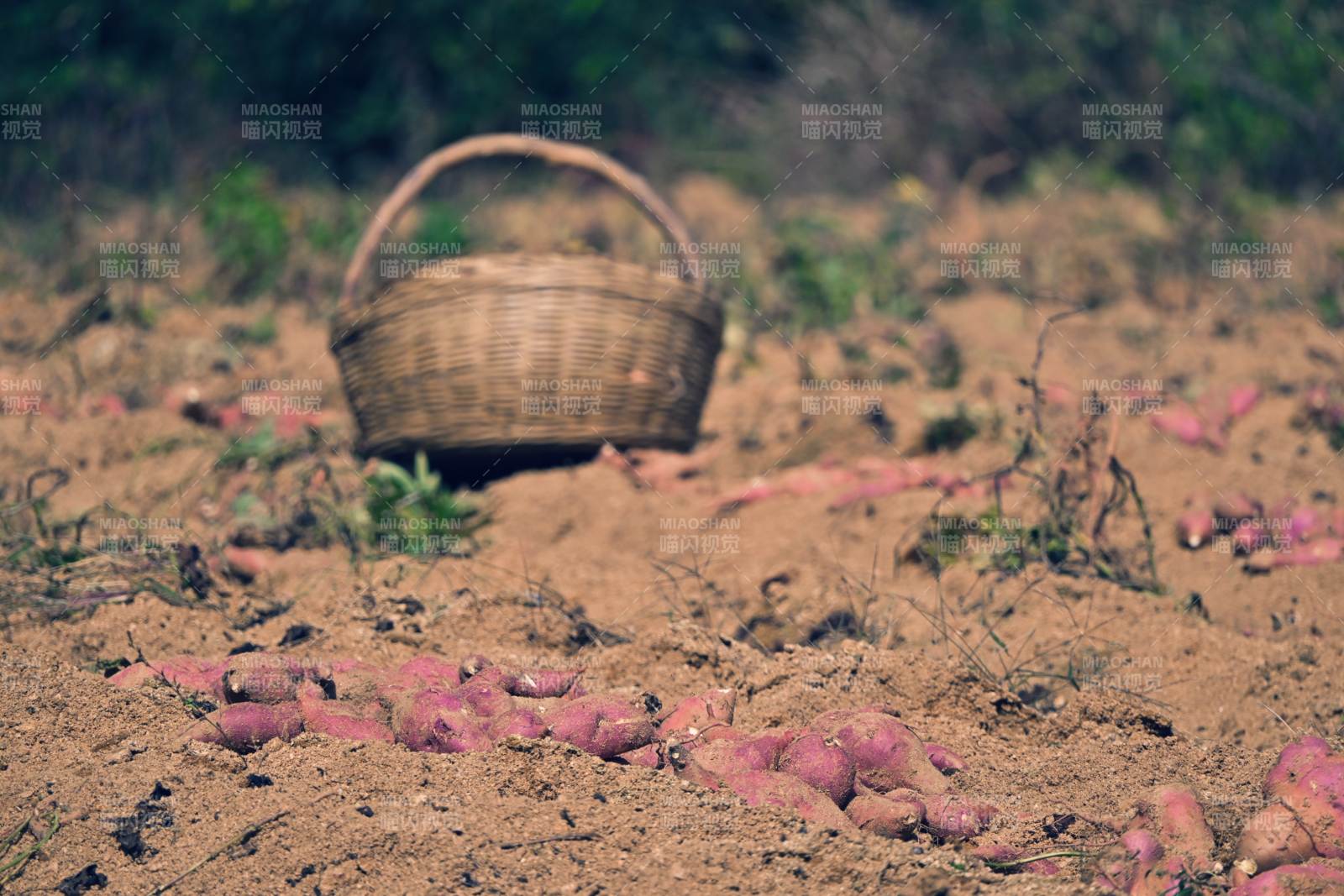 紅薯田間收獲景