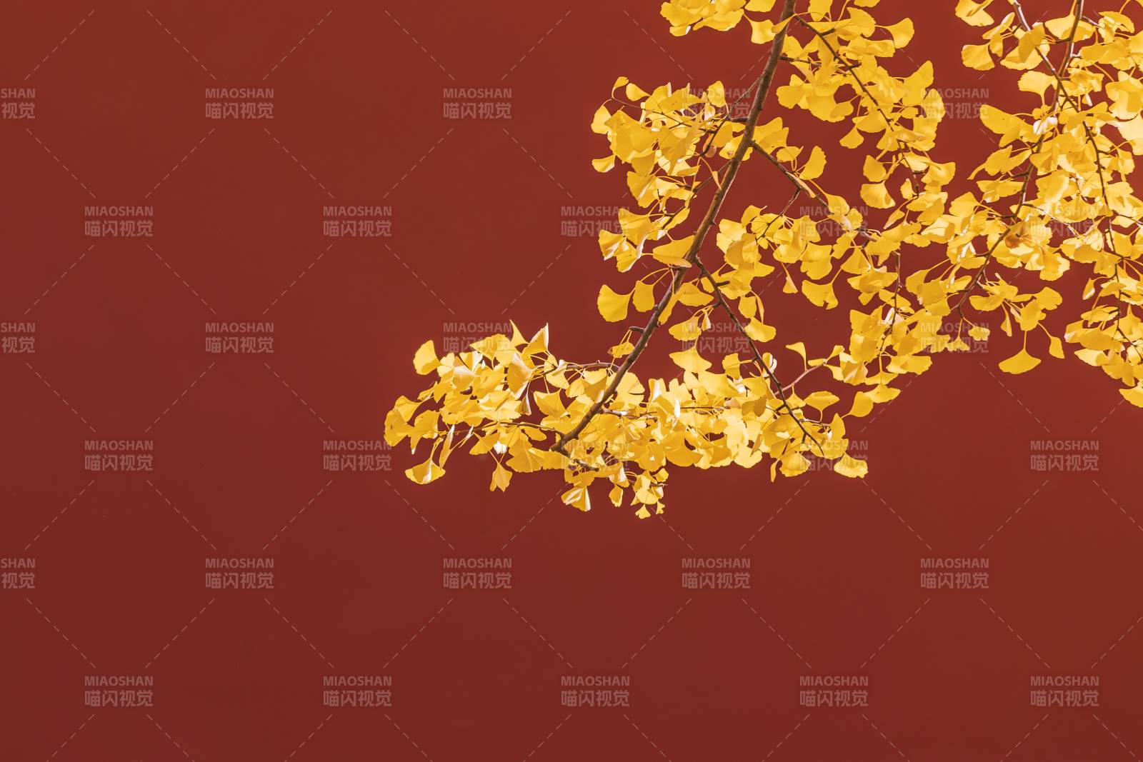 秋葉金黃映紅墻