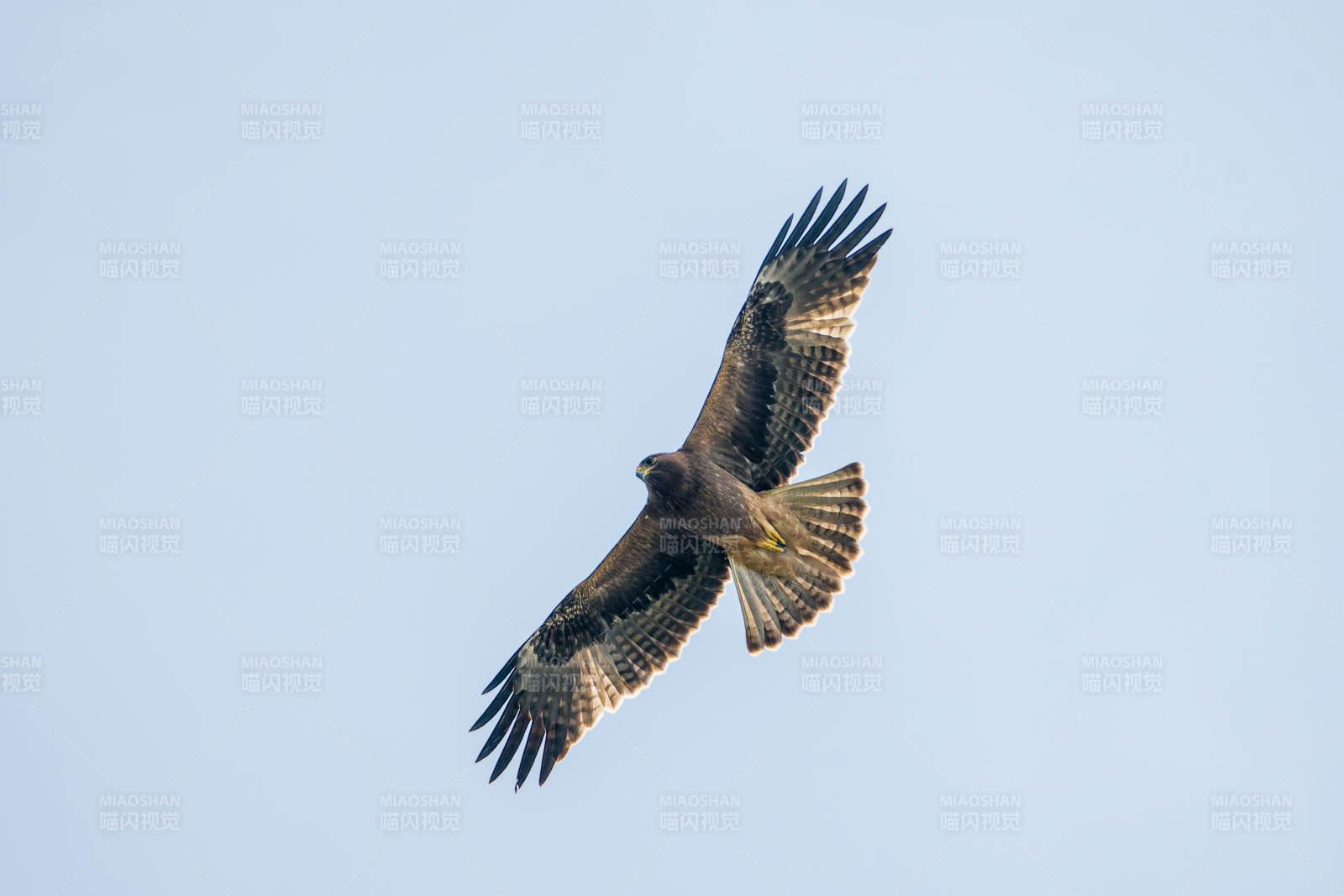雄鷹翱翔藍天