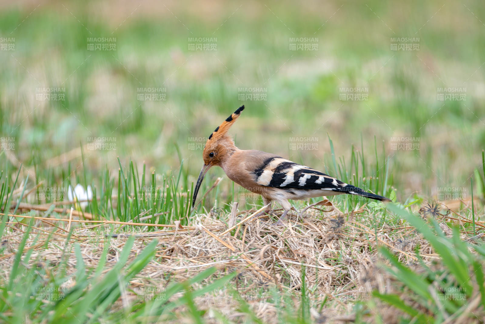 戴勝鳥覓食草叢