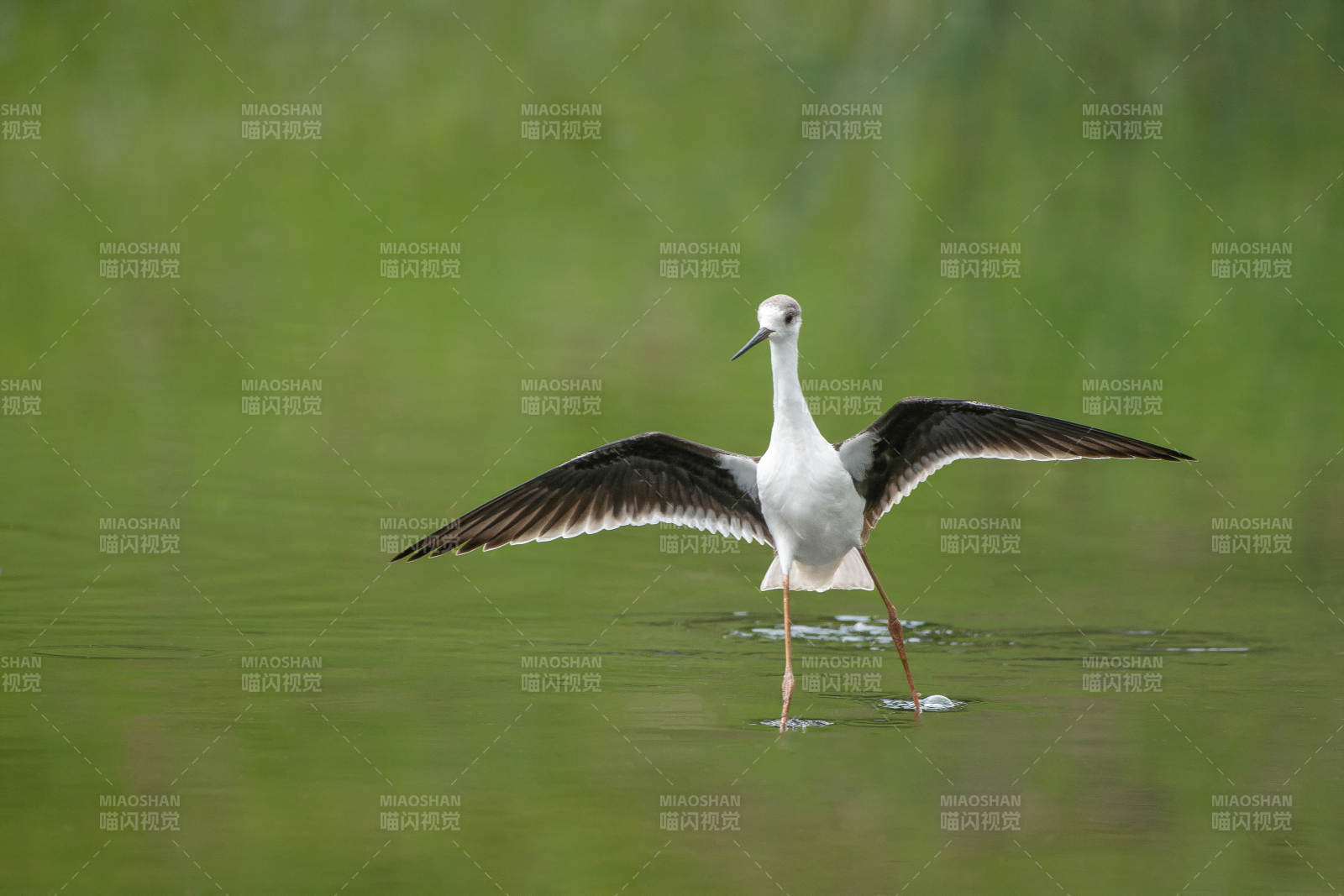 黑翅長腳鷸展翅