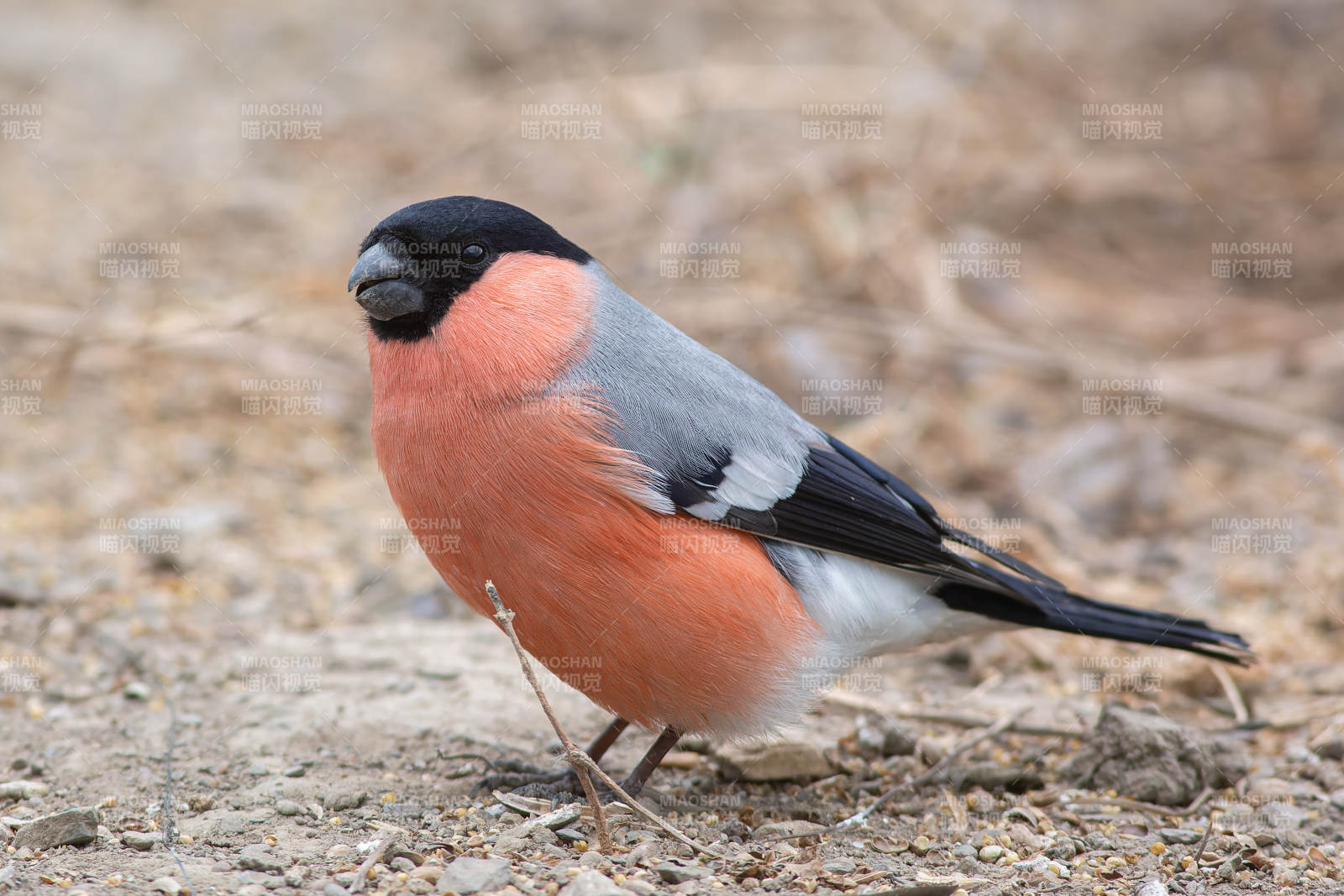 紅腹灰雀棲息地