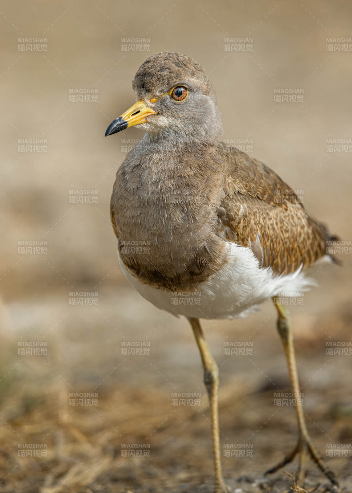 灰頭麥雞棲息地