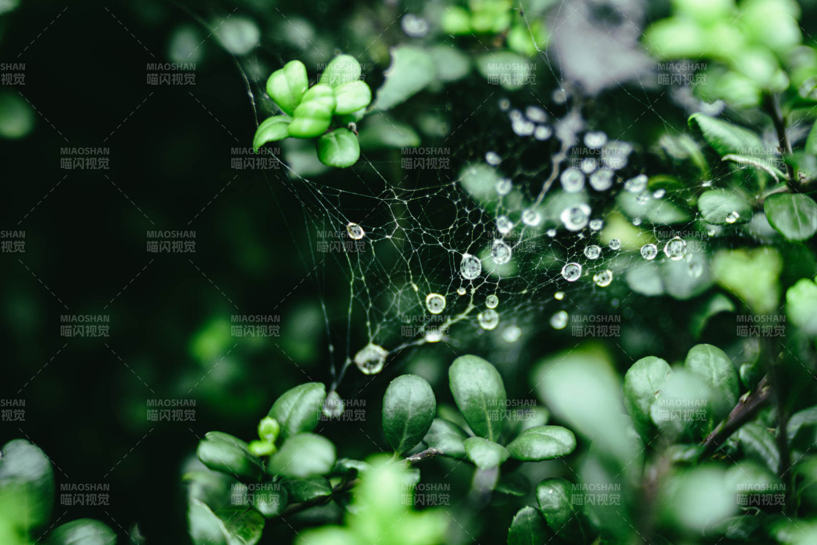 露珠綴網 綠意盎然