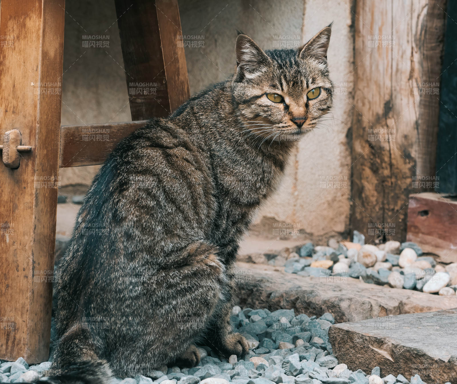 虎斑貓靜坐石上