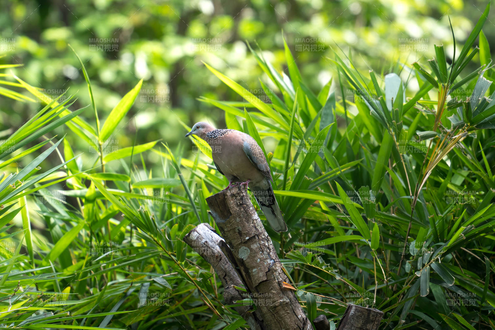 綠葉叢中鳥棲枝