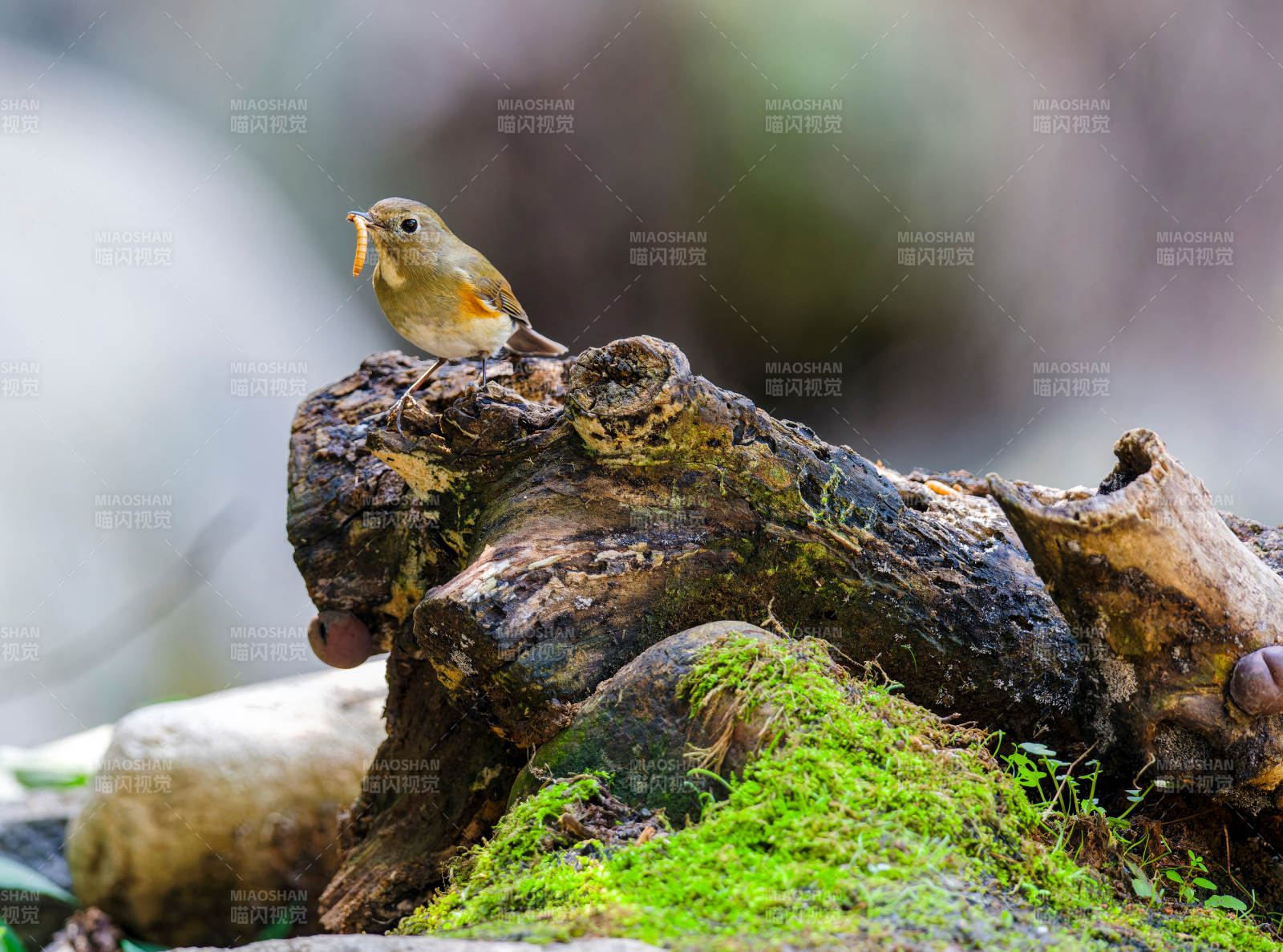 小鳥棲息枯木上