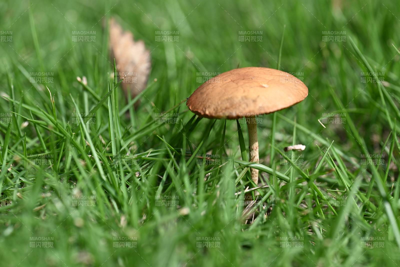 草叢中的小蘑菇