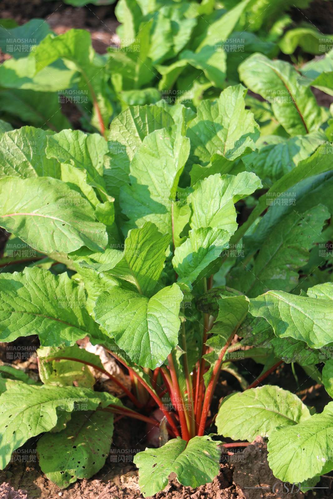 紅莖綠葉蔬菜生長(zhǎng)