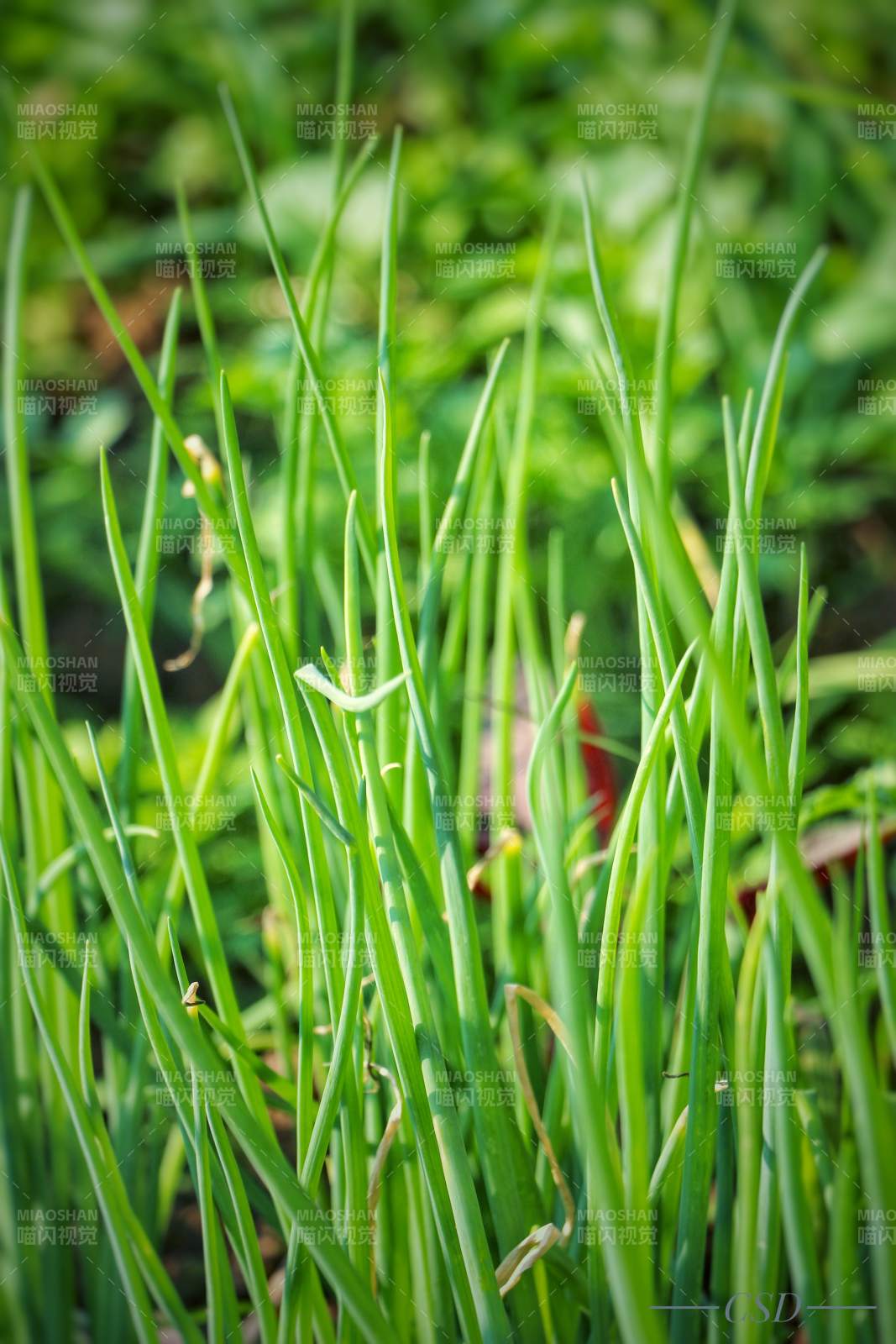 青蔥翠綠生機(jī)盎然