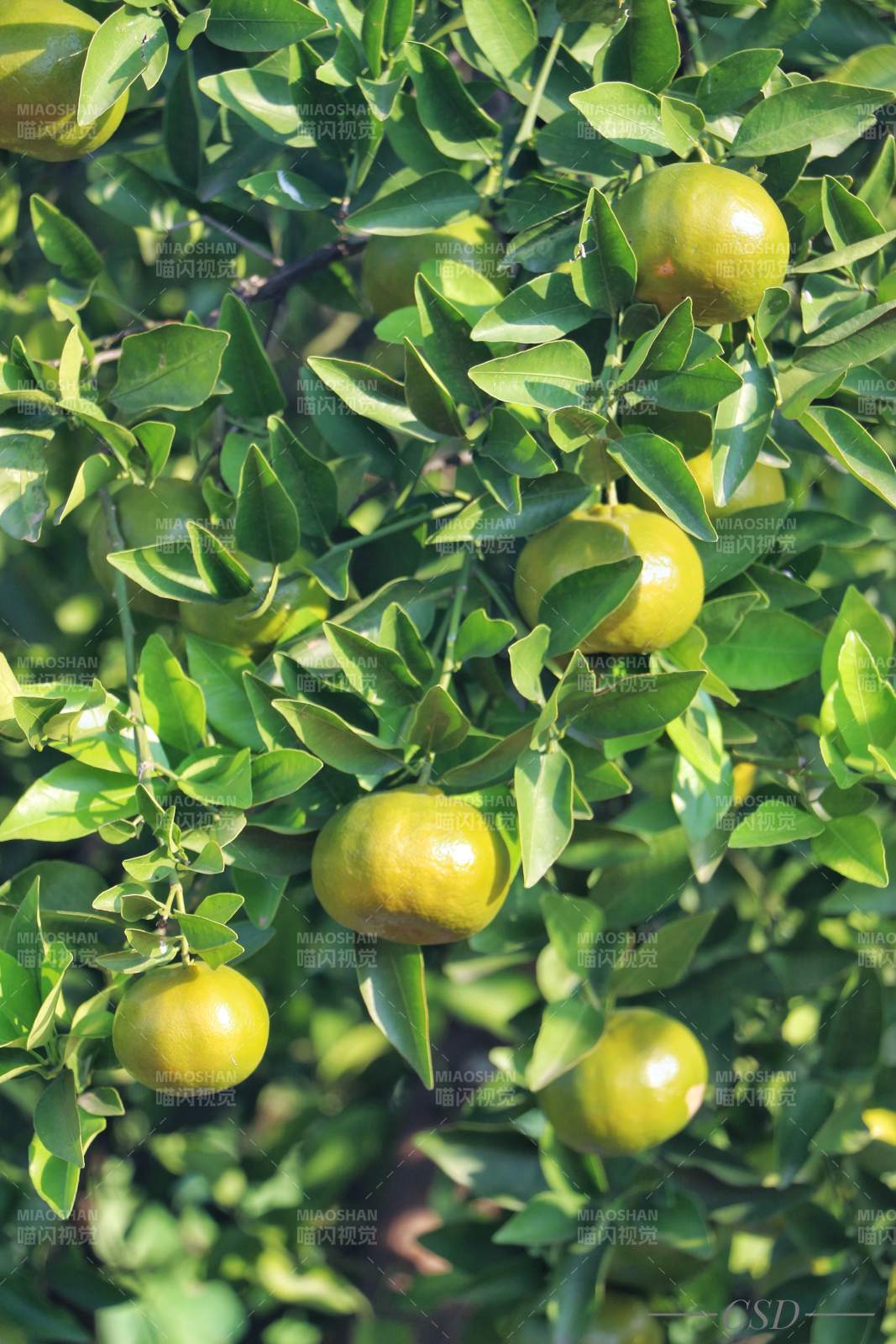 綠葉間掛滿青橙