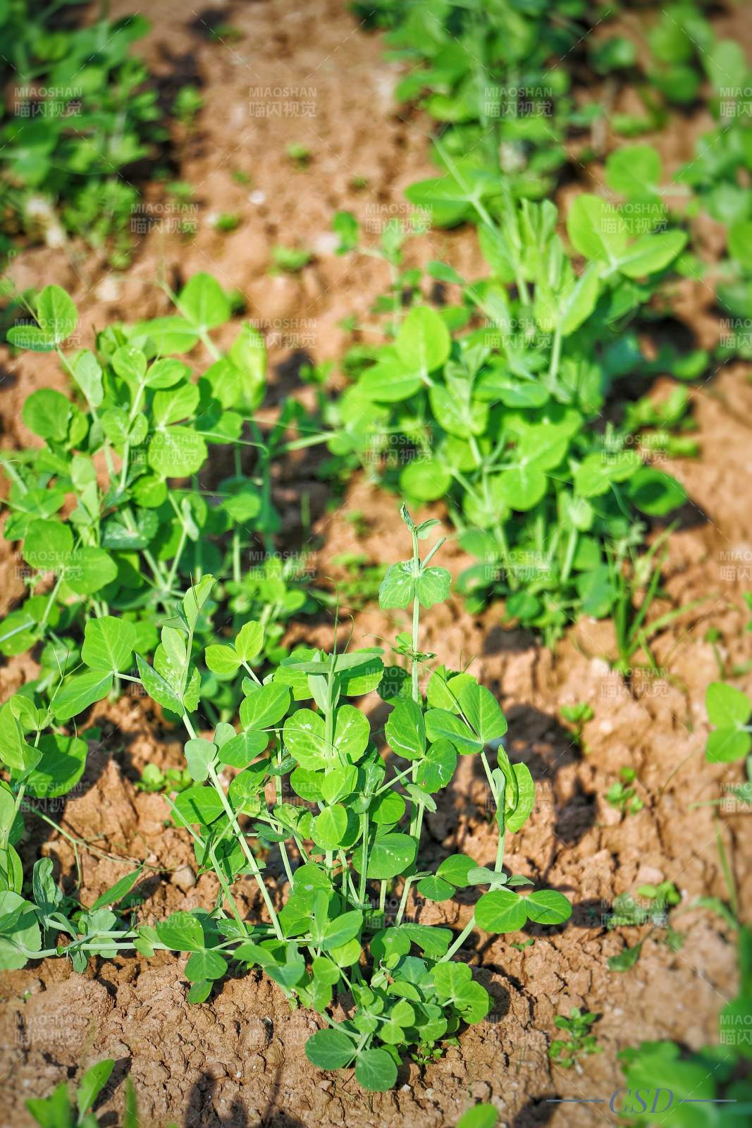 四川安岳藍靈廣場邊的綠豆苗