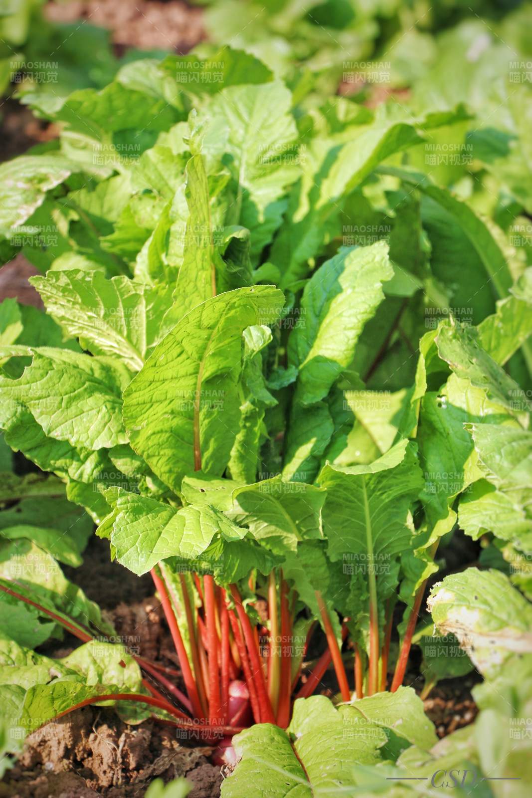 紅莖綠葉蔬菜生長(zhǎng)