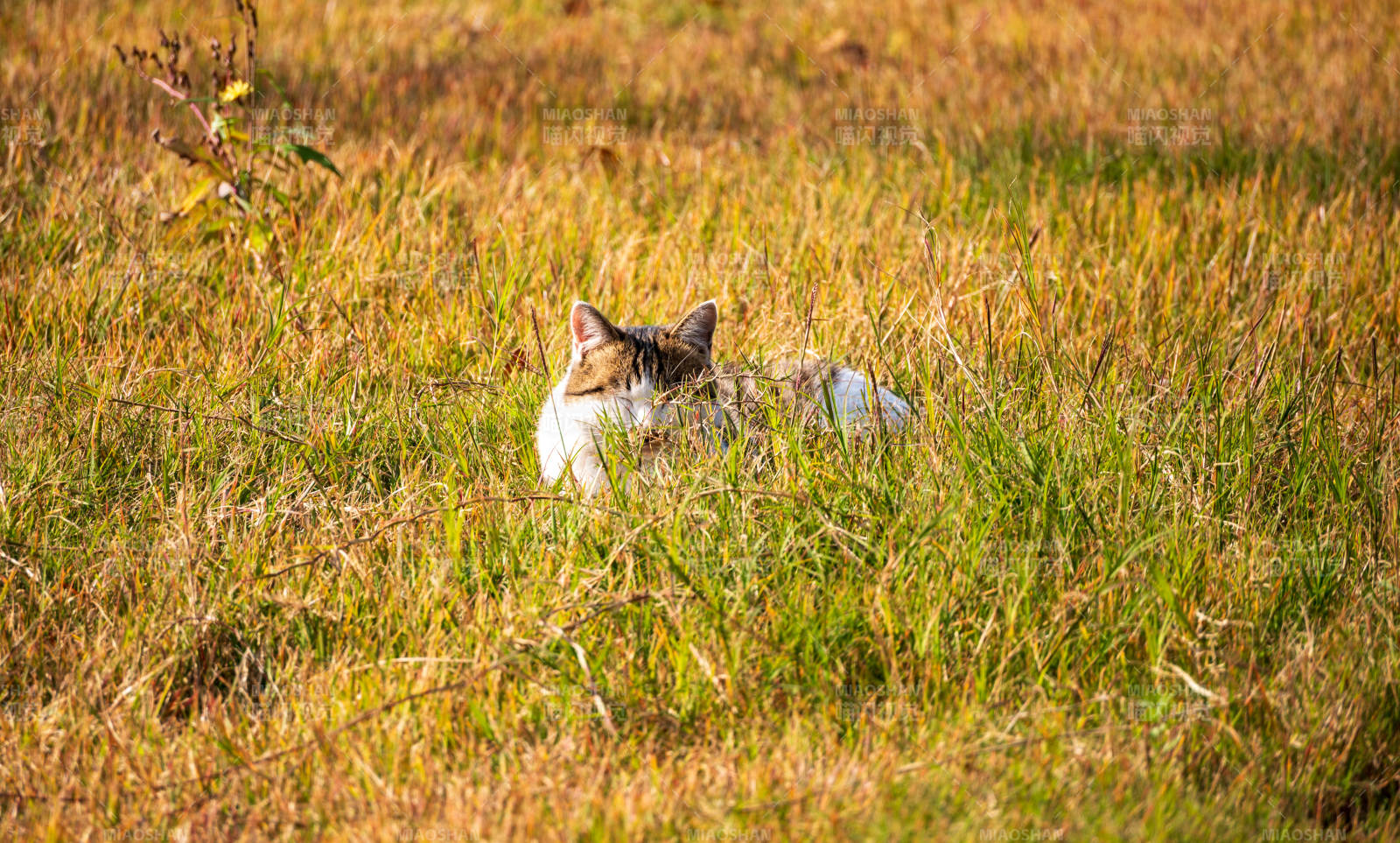 草叢中的貓咪