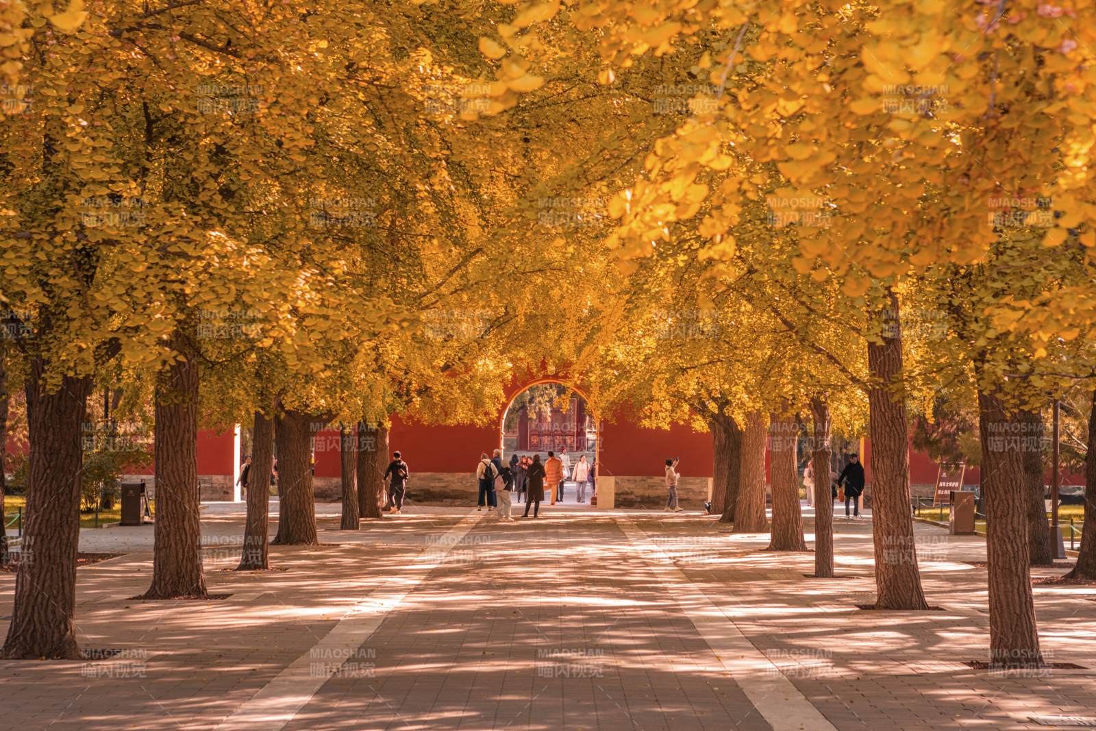 秋日校園金黃大道