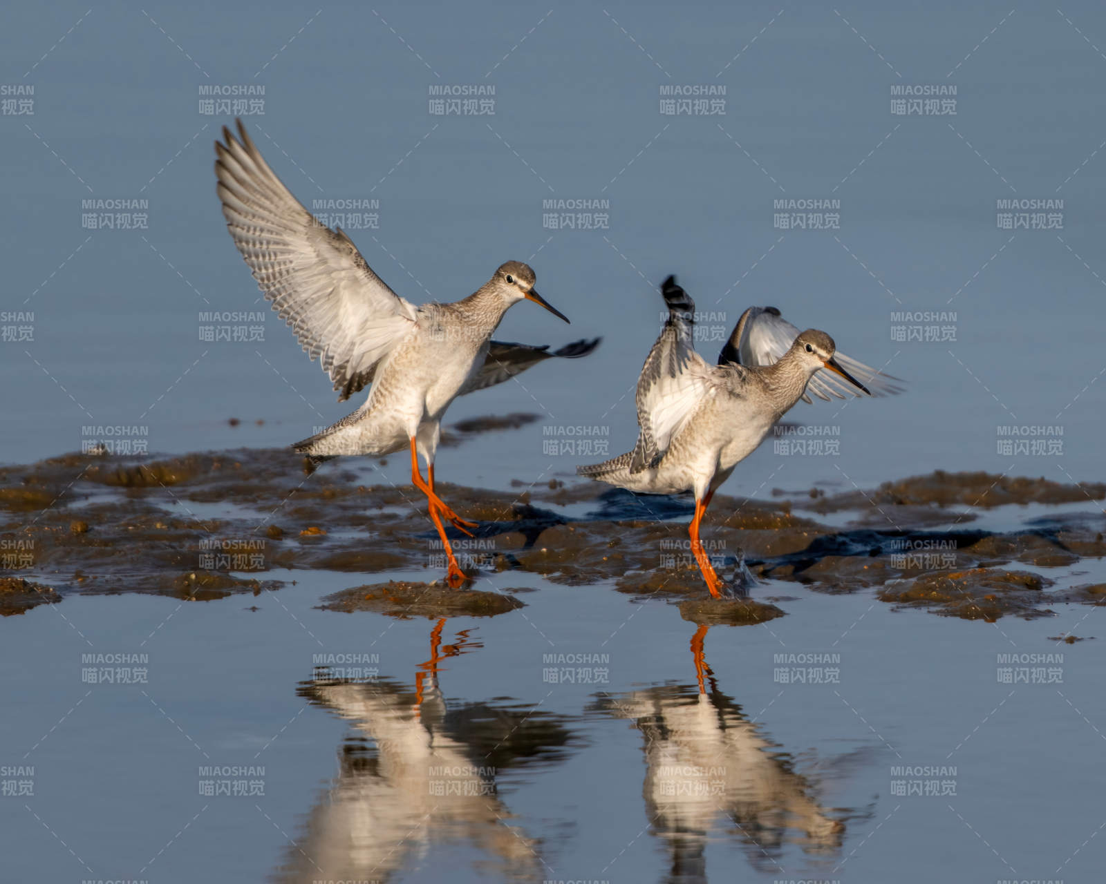 紅腳鷸飛翔水面