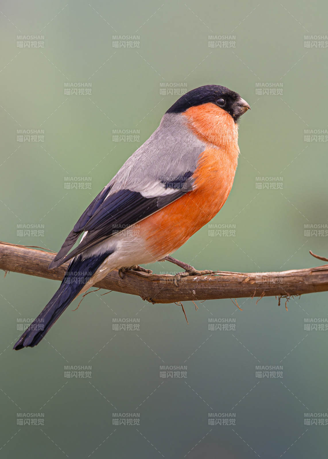 紅腹灰雀棲枝頭