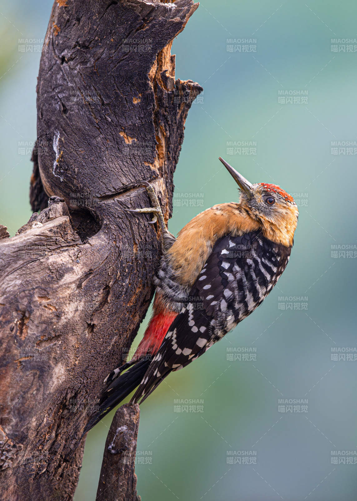 啄木鳥棲息枯木