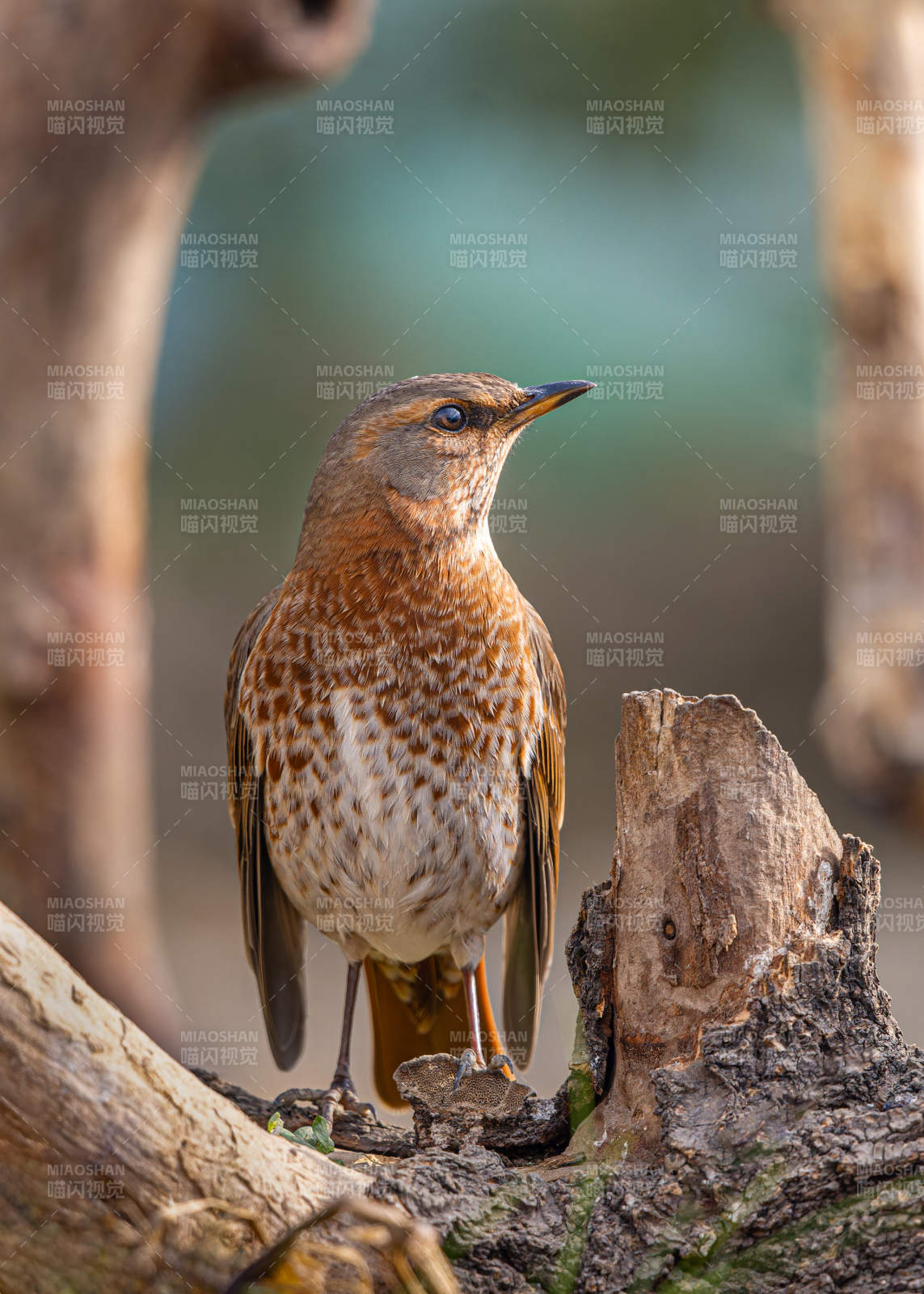 棕背鶇棲息枝頭