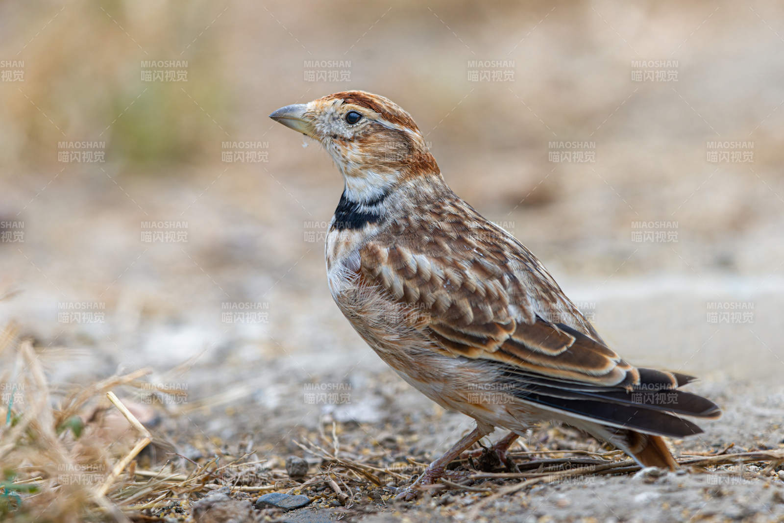棕頭歌鴝棲息地