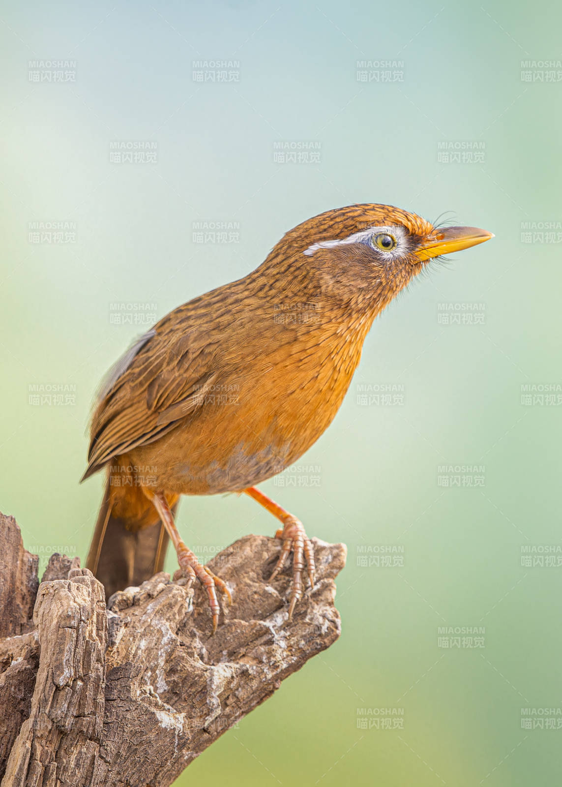 棕鳥棲枝 靜觀遠方