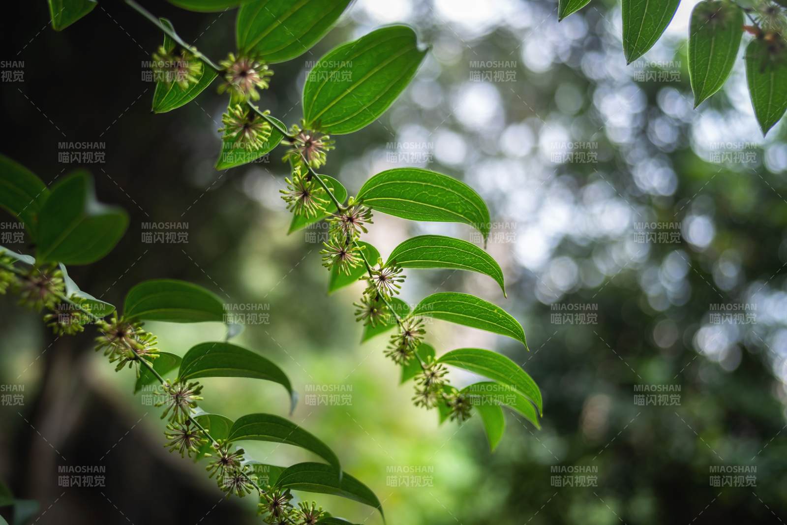 綠葉繁花 自然之美