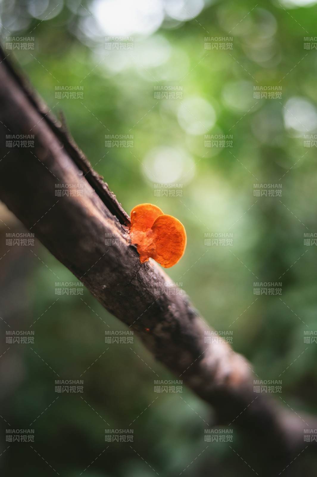 橙色菌菇棲枝頭